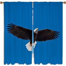Bald Eagle Soars Overhead From The Left Window Curtains 50960933