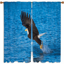 Bald Eagle With Fish In Talons Alaska Window Curtains 58264732