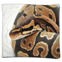 Ball Python Close Up Blankets 48784536