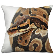 Ball Python Close Up Pillows 48784536