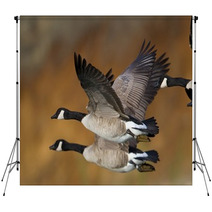 Banded Geese In Flight Backdrops 17895587