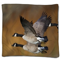 Banded Geese In Flight Blankets 17895587