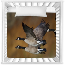 Banded Geese In Flight Nursery Decor 17895587