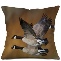 Banded Geese In Flight Pillows 17895587