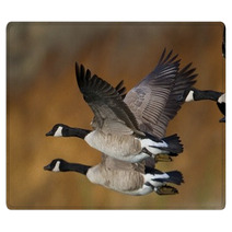 Banded Geese In Flight Rugs 17895587