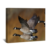 Banded Geese In Flight Wall Art 17895587