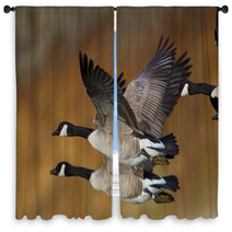 Banded Geese In Flight Window Curtains 17895587