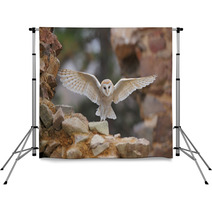 Barn Owl Tyto Alba With Nice Wings Flying On Stone Wall Light Bird Landing In The Old Castle Animal In The Urban Habitat United Kingdom Backdrops 109769278
