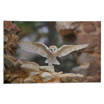 Barn Owl Tyto Alba With Nice Wings Flying On Stone Wall Light Bird Landing In The Old Castle Animal In The Urban Habitat United Kingdom Rugs 109769278