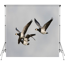 Barnacle Goose (Branta Leucopsis) Backdrops 92737155