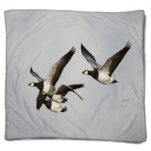 Barnacle Goose (Branta Leucopsis) Blankets 92737155