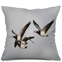 Barnacle Goose (Branta Leucopsis) Pillows 92737155