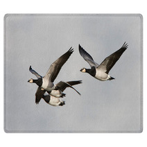 Barnacle Goose (Branta Leucopsis) Rugs 92737155