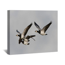 Barnacle Goose (Branta Leucopsis) Wall Art 92737155
