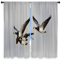 Barnacle Goose (Branta Leucopsis) Window Curtains 92737155