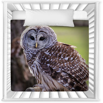 Barred Owl Nursery Decor 64448111