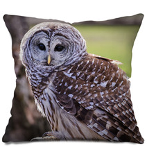 Barred Owl Pillows 64448111