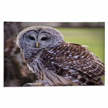 Barred Owl Rugs 64448111