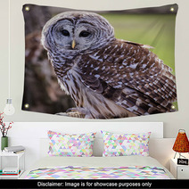 Barred Owl Wall Art 64448111
