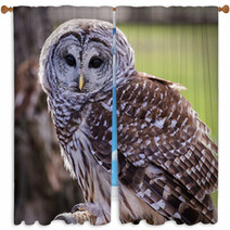 Barred Owl Window Curtains 64448111