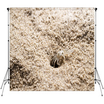 Beach Crab Coming Out Of Hole Backdrops 100541179