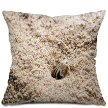 Beach Crab Coming Out Of Hole Pillows 100541179