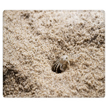 Beach Crab Coming Out Of Hole Rugs 100541179