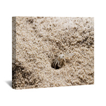 Beach Crab Coming Out Of Hole Wall Art 100541179