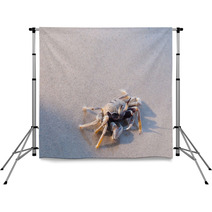 Beach Crab Standing On Wet Sand Backdrops 100541336