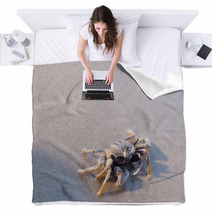 Beach Crab Standing On Wet Sand Blankets 100541336