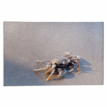 Beach Crab Standing On Wet Sand Rugs 100541336