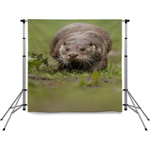 Beautiful And Playful River Otter From Czech Republic / River Otter(lutra Lutra) Backdrops 100572153