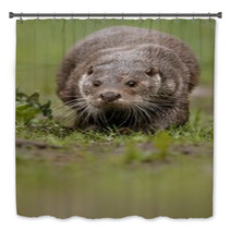 Beautiful And Playful River Otter From Czech Republic / River Otter(lutra Lutra) Bath Decor 100572153