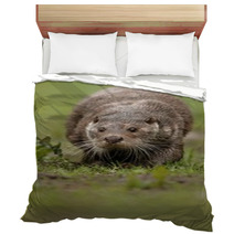 Beautiful And Playful River Otter From Czech Republic / River Otter(lutra Lutra) Bedding 100572153
