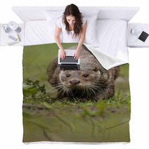 Beautiful And Playful River Otter From Czech Republic / River Otter(lutra Lutra) Blankets 100572153