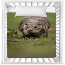 Beautiful And Playful River Otter From Czech Republic / River Otter(lutra Lutra) Nursery Decor 100572153