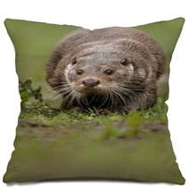 Beautiful And Playful River Otter From Czech Republic / River Otter(lutra Lutra) Pillows 100572153