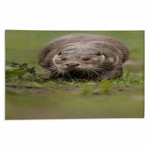 Beautiful And Playful River Otter From Czech Republic / River Otter(lutra Lutra) Rugs 100572153