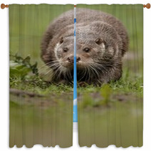 Beautiful And Playful River Otter From Czech Republic / River Otter(lutra Lutra) Window Curtains 100572153