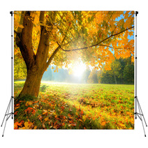 Beautiful Autumn Tree With Fallen Dry Leaves Backdrops 69080573