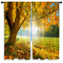 Beautiful Autumn Tree With Fallen Dry Leaves Window Curtains 69080573