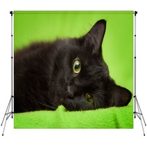 Beautiful Black Cat With Green Eyes Lrelaxing On Green Blanket Backdrops 59581281