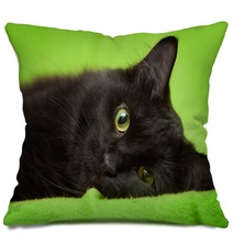 Beautiful Black Cat With Green Eyes Lrelaxing On Green Blanket Pillows 59581281