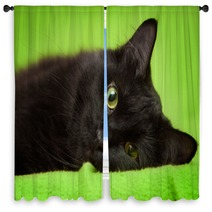 Beautiful Black Cat With Green Eyes Lrelaxing On Green Blanket Window Curtains 59581281
