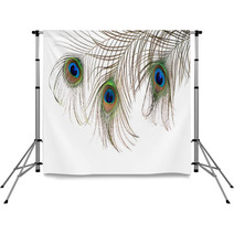 Beautiful Feather Of A Peacock Isolated On White Backdrops 63043173