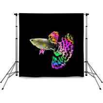 Beautiful  Guppy  Fish Swimming Isolated On Black Backdrops 64121090