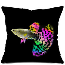 Beautiful  Guppy  Fish Swimming Isolated On Black Pillows 64121090