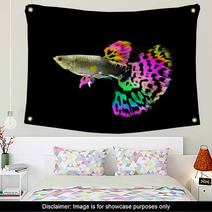 Beautiful  Guppy  Fish Swimming Isolated On Black Wall Art 64121090