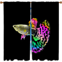 Beautiful  Guppy  Fish Swimming Isolated On Black Window Curtains 64121090