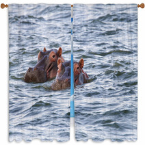 Beautiful Hippos At Naivasha Lake Window Curtains 60036235